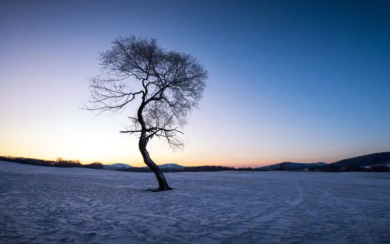 枯树 黄昏 2021 冬天 雪 风景 5K桌面壁纸5120×3200 照片