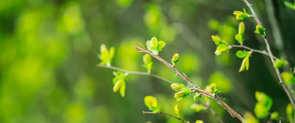 春天绿色树叶 树芽护眼3440×1440带鱼屏壁纸