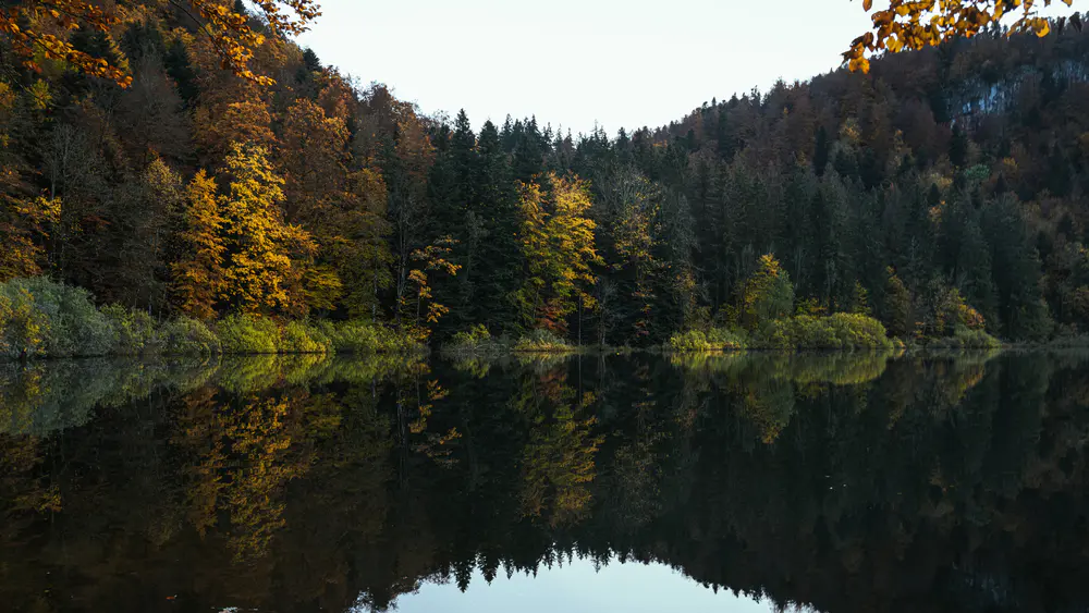 自然 景观 树木 森林 植物 水 湖泊 倒影 天空 秋天 4K壁纸