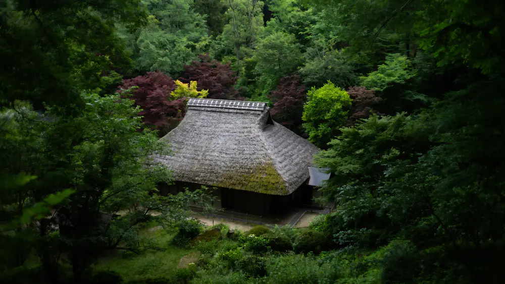自然 景观 树木 植物 草 树叶 长枝 亚洲建筑 博物馆 4K壁纸