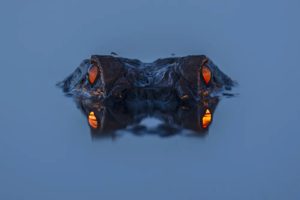 4K高清动物壁纸 水中鳄鱼与自然之美