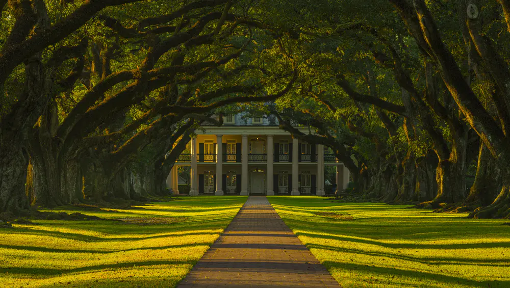 自然 树木 豪宅 草 隧道 阳光 树枝 路径 阴影 橡树 博物馆 种植园 4K壁纸