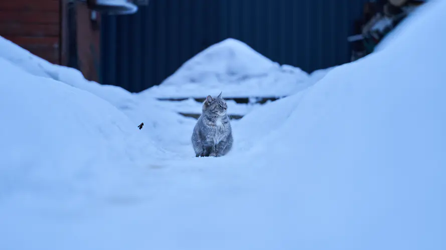 冬日里的猫儿 4K高清电脑壁纸，寒冷雪景中的动物之美