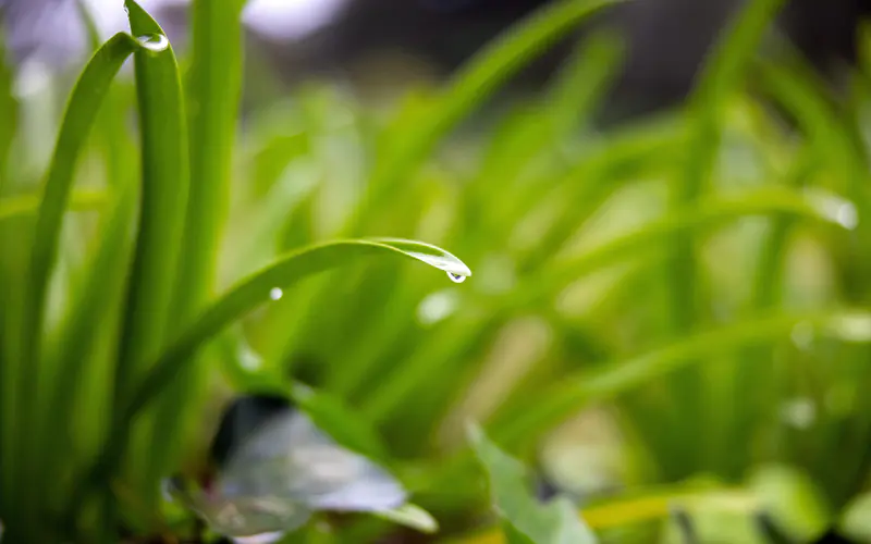 春天 早晨 新鲜 草 露水 5K桌面壁纸5120×3200 特写镜头