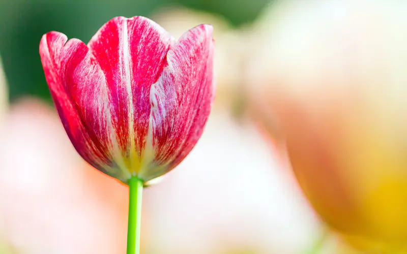 浪漫 粉红色的郁金香 鲜花 植物 特写 5K桌面壁纸5120×3200