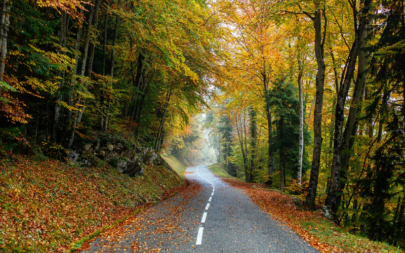 风景 公路 森林 公园 秋天 树木叶 5K桌面壁纸5120×3200