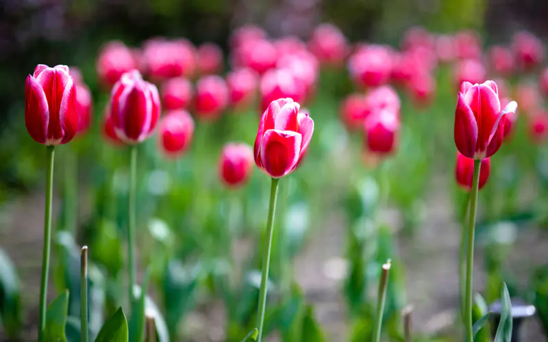 粉红色 郁金香 花瓣 花 5K桌面壁纸5120×3200 宏 模糊 照片