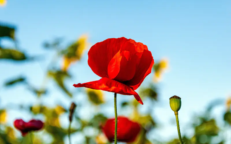 红色 天竺葵 花朵 植物 花瓣 自然 5K桌面壁纸5120×3200