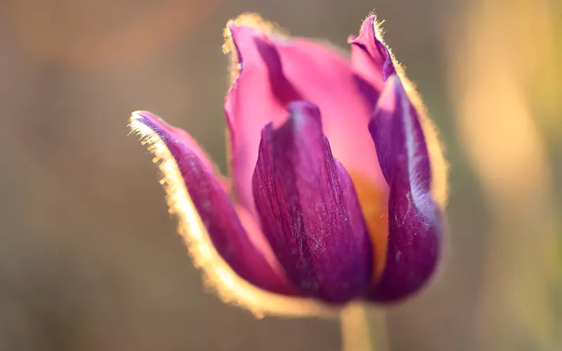 紫色 紫罗兰花 花瓣 植物 大自然 5K桌面壁纸5120×3200