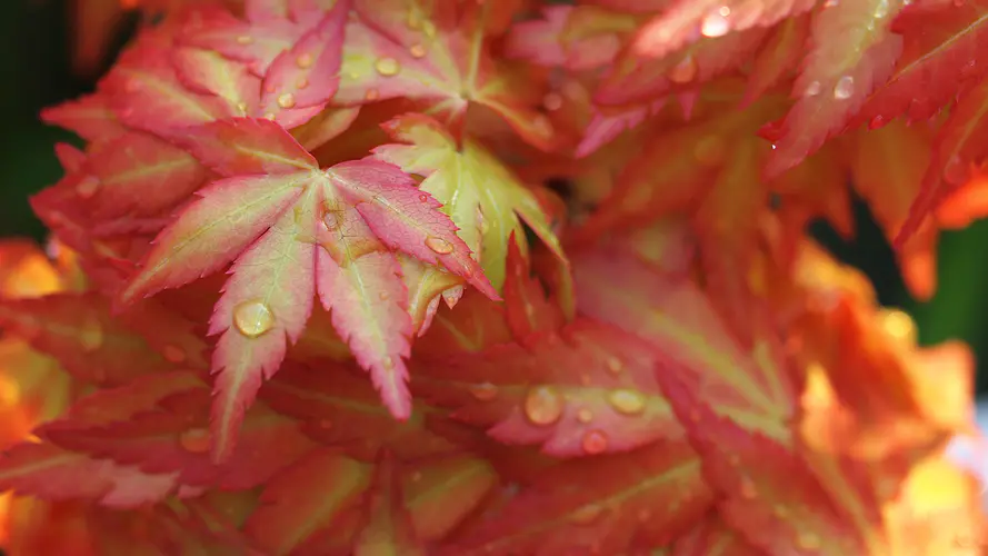 日本枫树 红枫 枫叶 植物干 植被 4K桌面壁纸 3840×2160