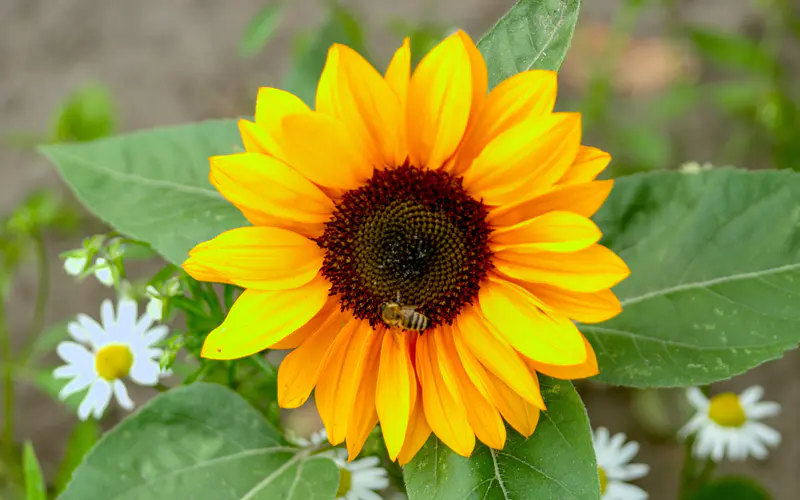 向日葵 花瓣 2022 花 植物 5K桌面壁纸5120×3200 照片