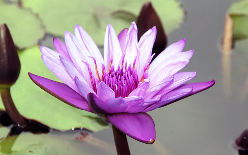 紫色 花瓣 莲花 2022 夏天 植物学 5K桌面壁纸5120×3200 照片