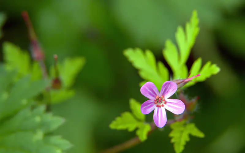 紫色 花瓣 丛林 春季 植物 5K桌面壁纸5120×3200