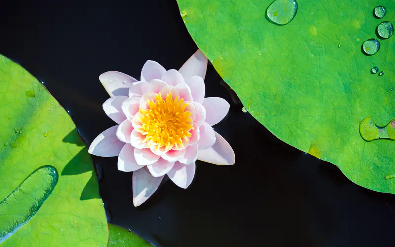 粉红色 莲花 叶 2022 夏天 植物 5K桌面壁纸5120×3200 照片