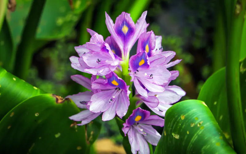 紫色水仙花花 2022 植物 5K桌面壁纸5120×3200 特写