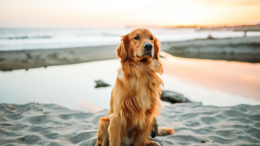 黄金猎犬 拉布拉多犬 狮子狗 繁殖 小狗 4K桌面壁纸 3840×2160