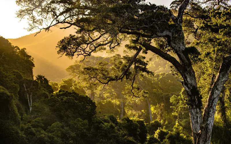 阳光 雾 早晨 丛林 山谷 南非 5K桌面壁纸5120×3200