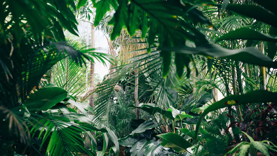 丛林 植被 陆地上的植物 性质 自然环境 4K桌面壁纸 3840×2160