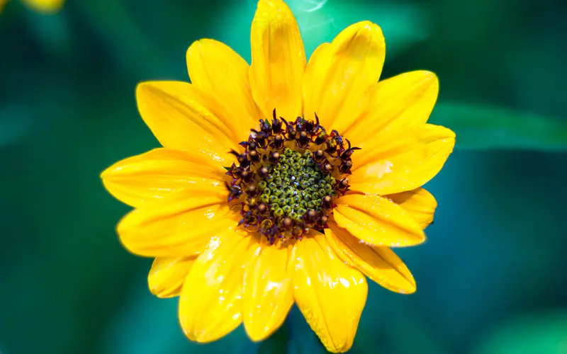 秋天 向日葵 花 自然 植物 5K桌面壁纸5120×3200 微距