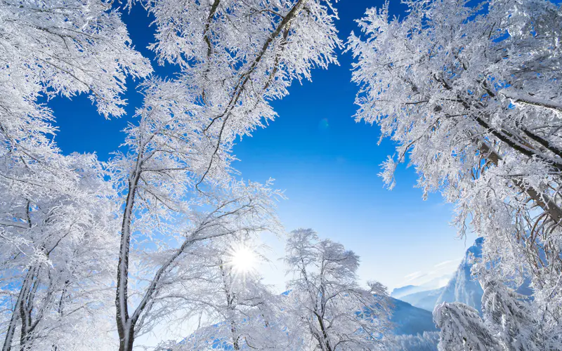 冬天 丛林 雾凇 蓝天 冰天雪地 5K桌面壁纸5120×3200