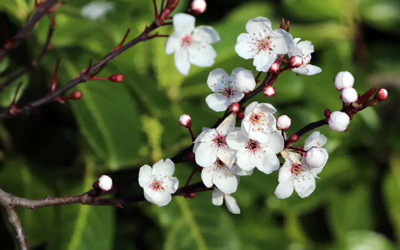 春天 桃花 鲜花 树枝 5K桌面壁纸5120×3200