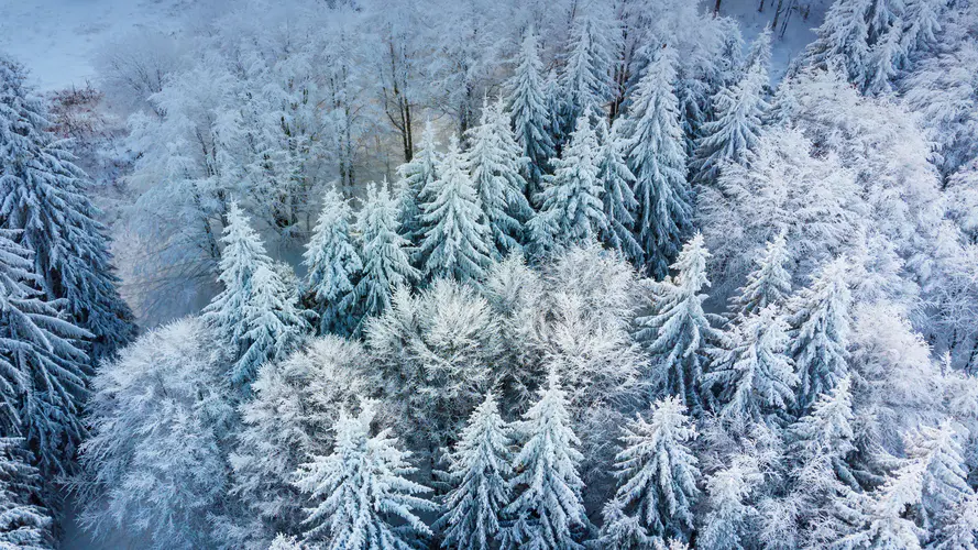 5k 冬季 风景 树林 雪 顶部 俯视 雪景 电脑壁纸