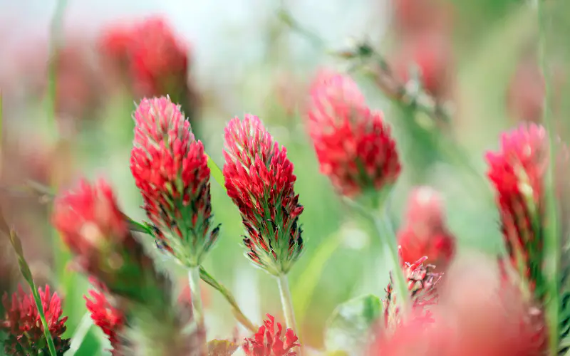 花图案 春季 红色野花 植物 5K桌面壁纸5120×3200