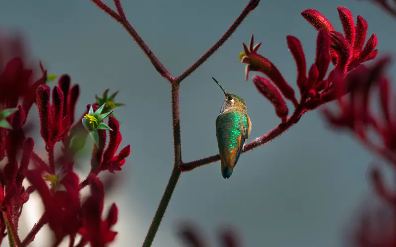 蜂鸟 栖息 红色袋鼠爪植物 bing 5K桌面壁纸5120×3200