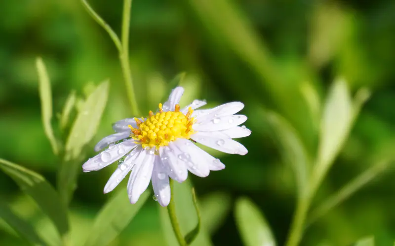 白色 兰花 春天 花 植物 宏观 5K桌面壁纸5120×3200