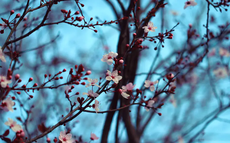 樱花特写 自然之美的白色与红色花朵4K壁纸