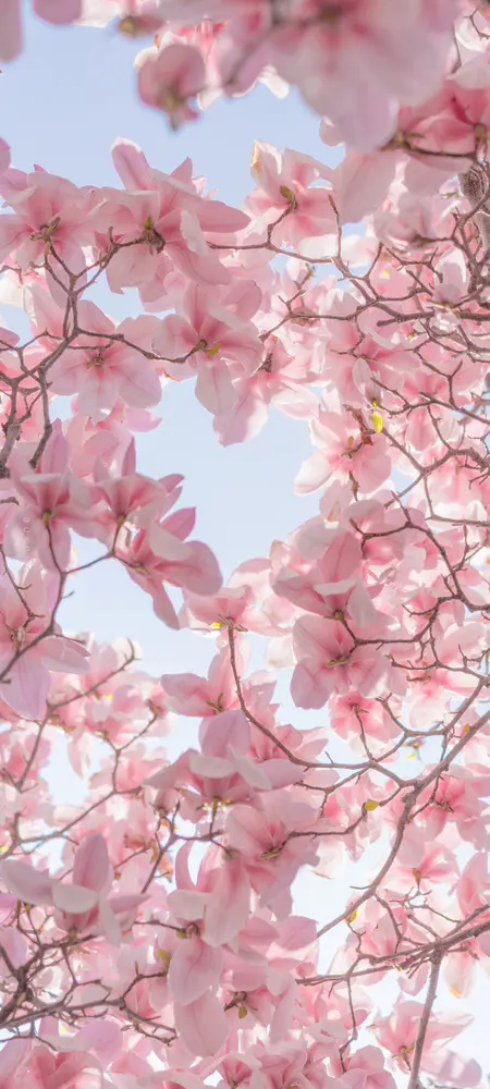 娇嫩玉兰绽放春日暖阳手机壁纸