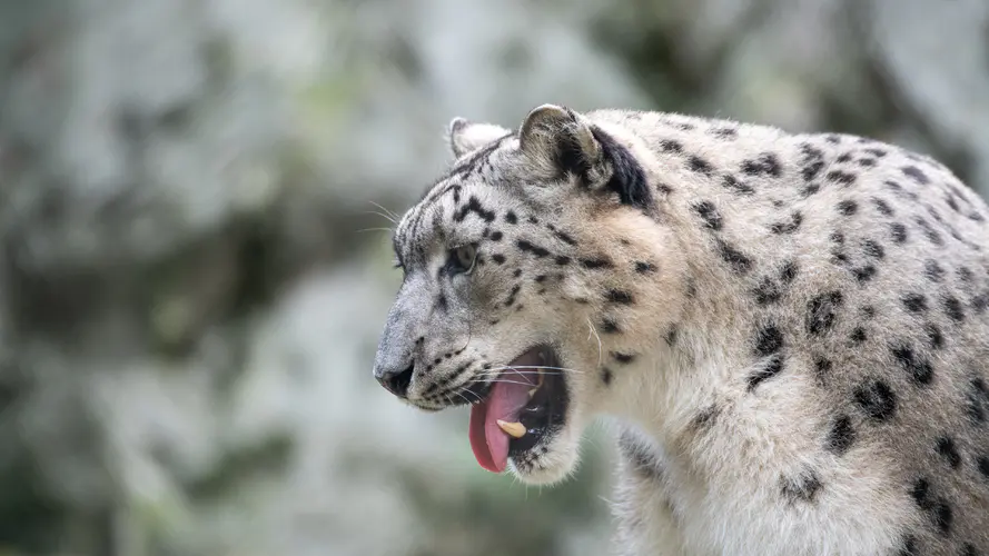 猫科 雪豹 捷豹 猎豹 陆地动物 4K桌面壁纸 3840×2160