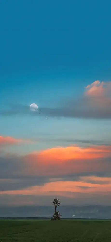 暮色椰影月色朦胧