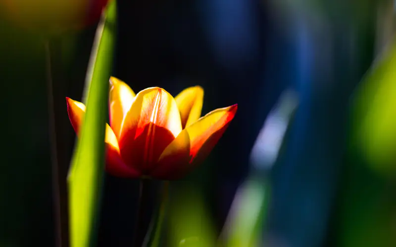 阳光 火郁金香 春天的花朵 植物 特写 5K桌面壁纸5120×3200