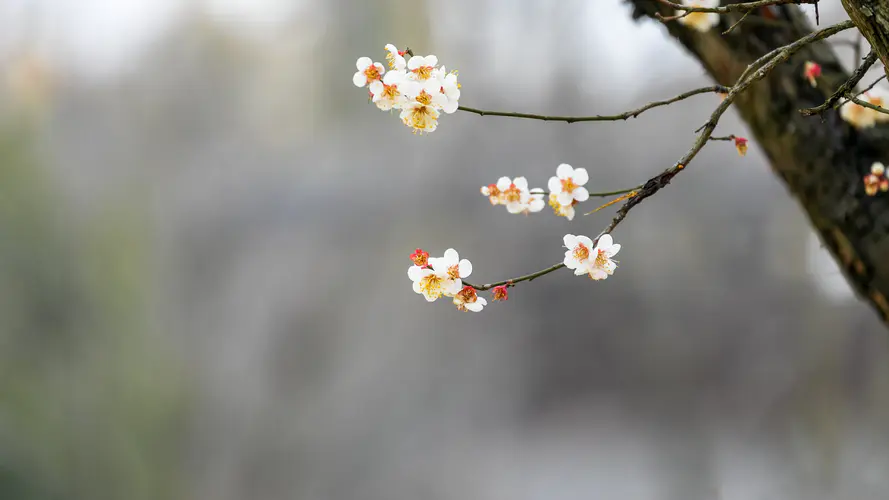 春韵 树 鲜花 春天的风景4k壁纸