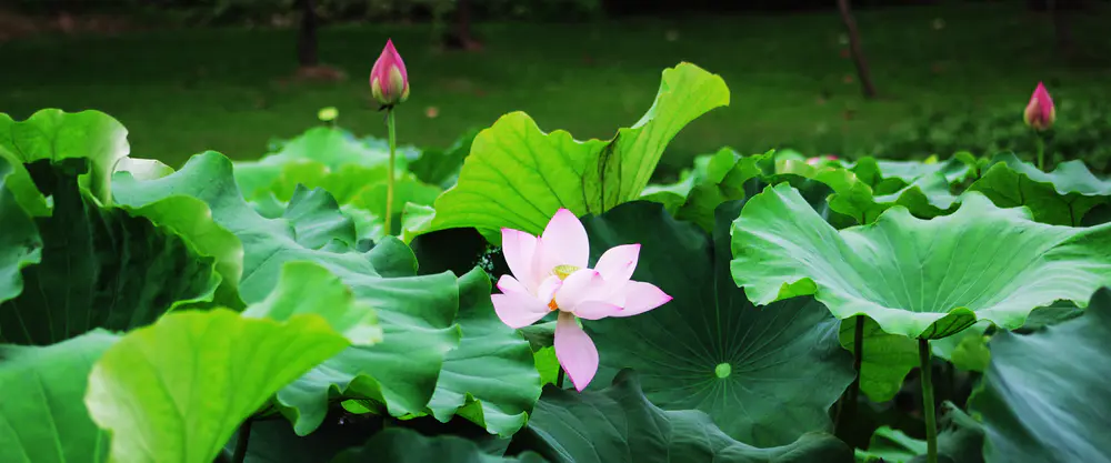 荷花与绿叶_3840x1600带鱼屏_高清电脑桌面壁纸