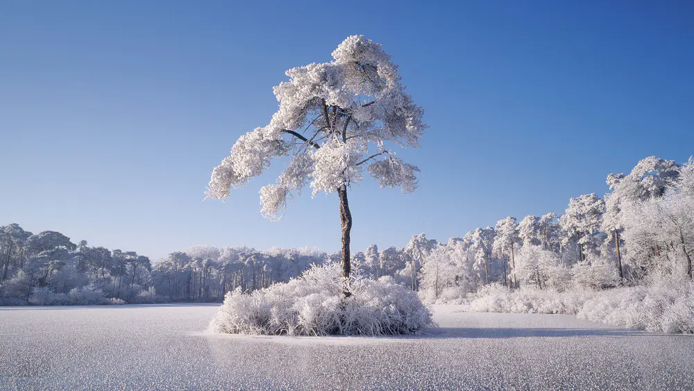 寒冬雪树孤影壁纸