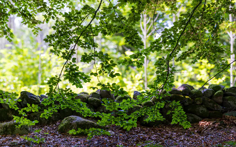 山毛榉树 绿色 叶子 树枝 摄影 5K桌面壁纸5120×3200