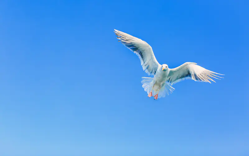 飞行 海鸥 蓝色 天空 2021 鸟 5K桌面壁纸5120×3200 照片