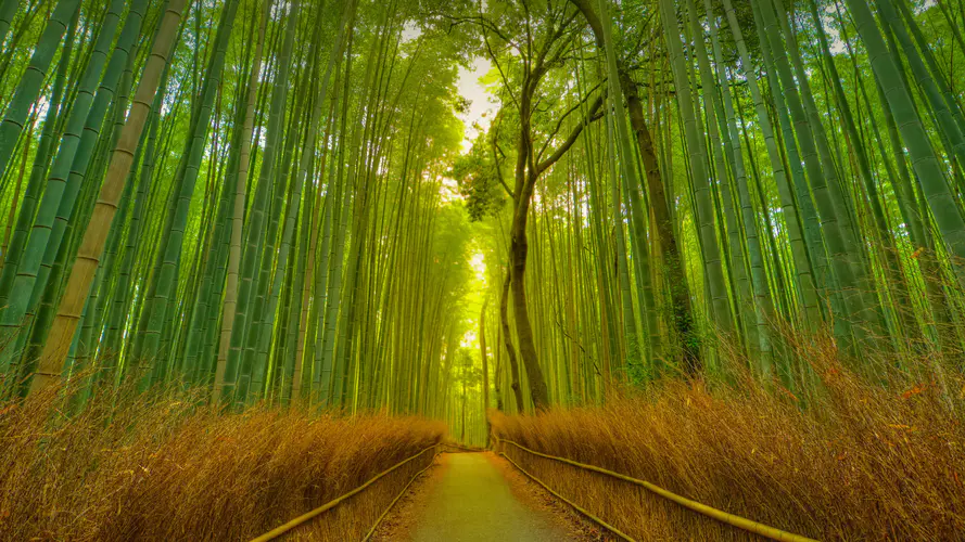 5k 竹林风景 小道 树 竹子 壁纸