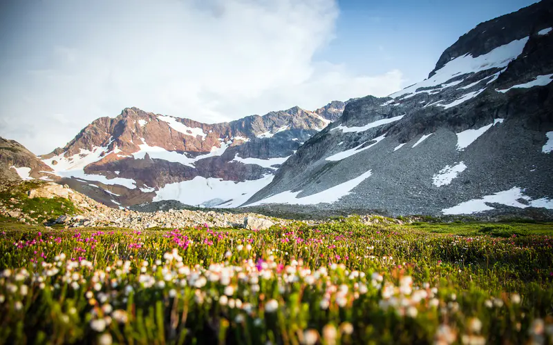 山坡上的雪 花 花园 春天 5K桌面壁纸5120×3200