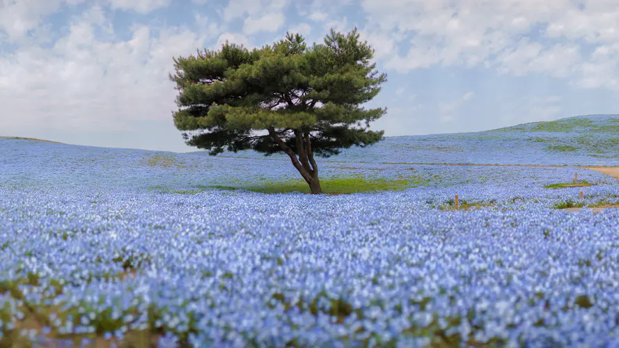 野花 弹簧 植被 生态系统 水彩画 4K桌面壁纸 3840×2160