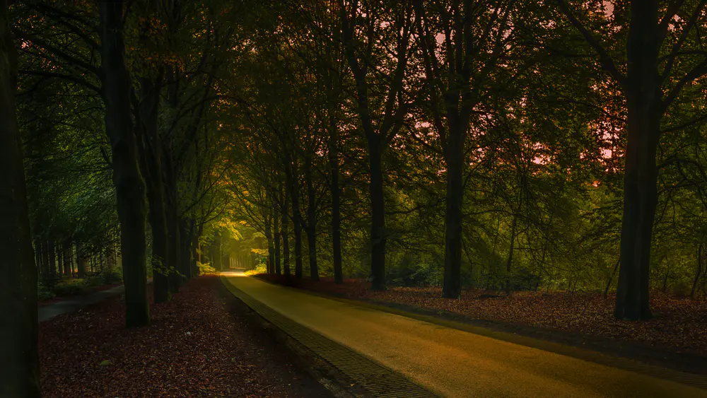 自然 树木 道路 沥青 树叶 人行道 落叶 森林 树木 隧道 4K壁纸