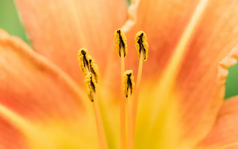 百合花 植物 雄蕊 花瓣 特写 5K桌面壁纸5120×3200