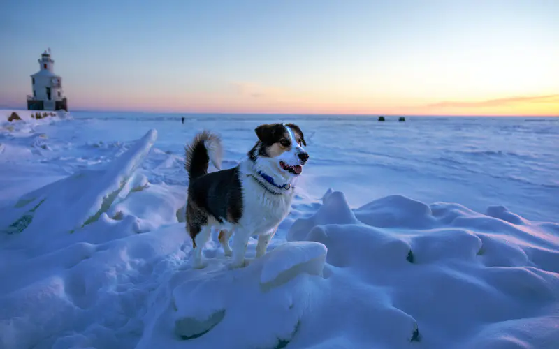 极地 冬季 雪 狗 日出 灯塔 5K