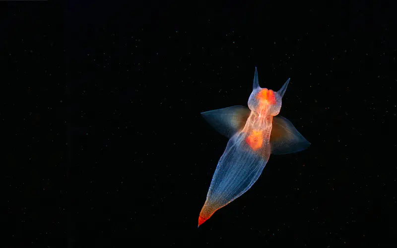 深海生物 海洋天使 2022年 Bing 5K桌面壁纸5120×3200