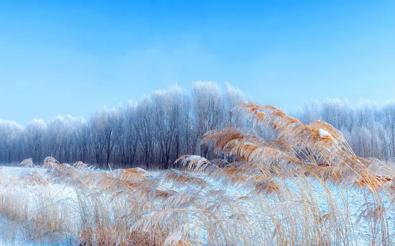 内蒙古 冬季 草 树 雪 5K桌面壁纸5120×3200