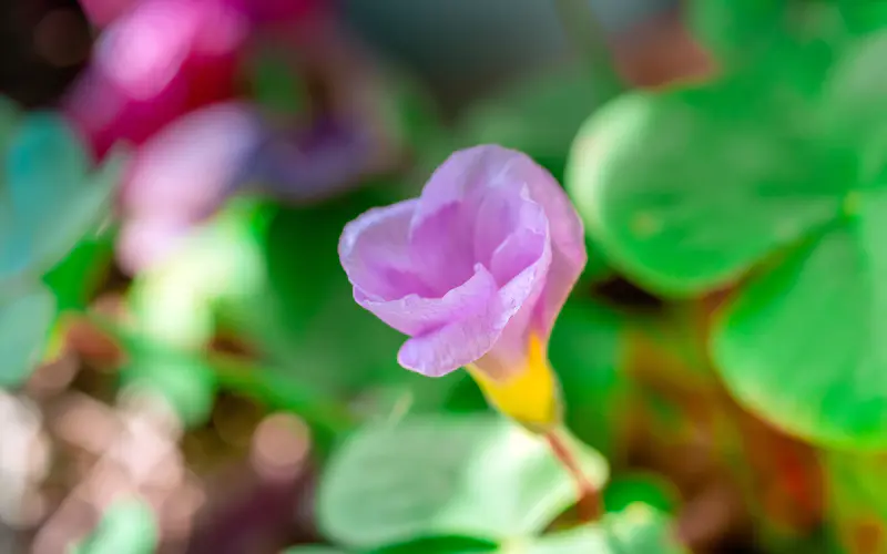 紫色,牵牛花,2022,春天,植物,5K桌面壁纸5120×3200,照片