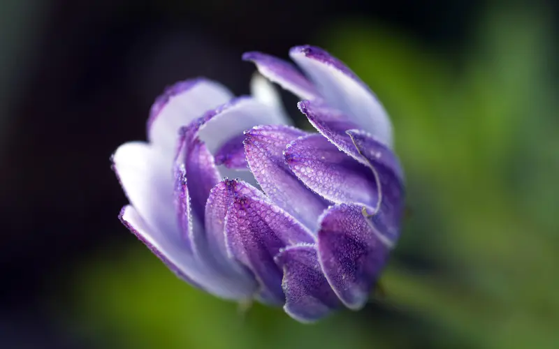 紫色 非洲雏菊 春天 植物 特写 5K桌面壁纸5120×3200