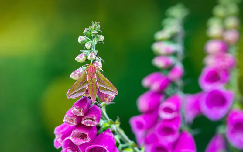 大象鹰蛾 狐狸花朵 植物 bing 5K桌面壁纸5120×3200